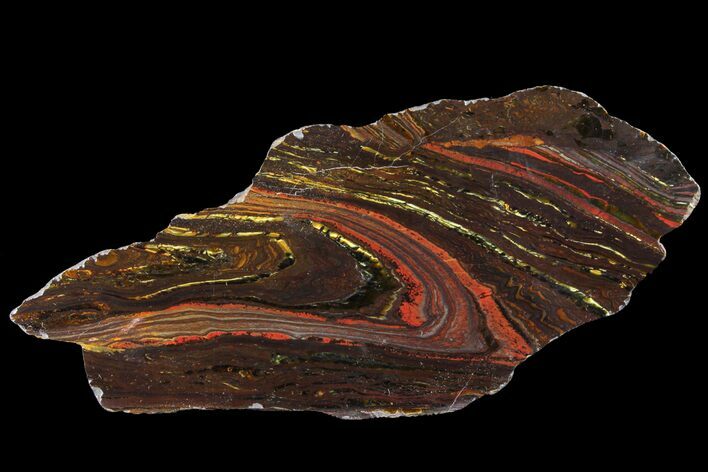 Polished Tiger Iron Stromatolite - ( Billion Years) #96220